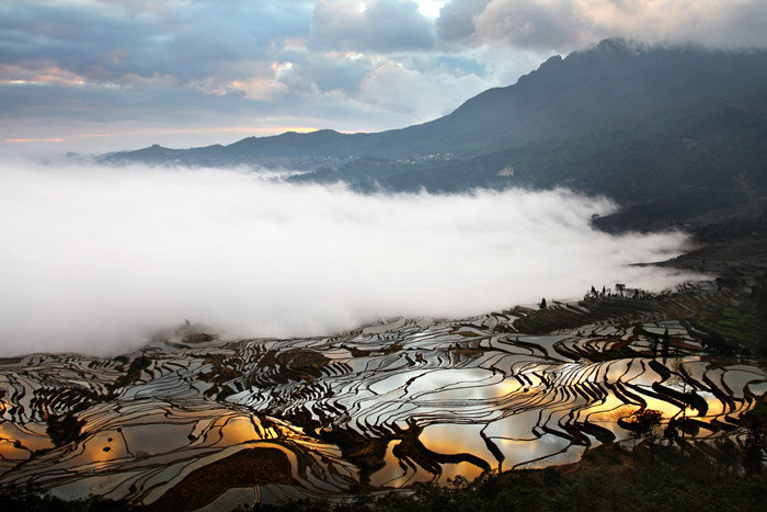 Qi - Nebel über dem Reisfeld