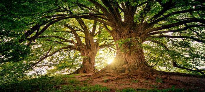 Die Wandlungsphase Holz